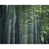 ราคา Plant Seeds เมล็ดพันธุ์ ไผ่โมโซ ไผ่หนังจีน ไผ่ญี่ปุ่น moso bamboo 30 เมล็ด Plant Seeds เมล็ดพันธุ์นำเข้าจาก อังกฤษ (9107826177)