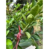 ราคา มะนาวแป้นพวงบ้านแพ้ว กิ่งตอน (21084160299)