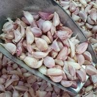 ราคา กระเทียมไทย กระเทียมกลีบไทย กระเทียมกลีบคัด กระเทียมคัด กระเทียม กระเทียมกลีบเล็ก ขนาด 200 กรัม (20767344521)