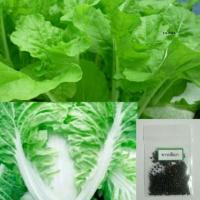 ราคา เมล็ดผักกาดขาวปลีพันธุ์เบา 400 500 เมล็ด ซื้อ10แถม1 คละได้ (15789781403)