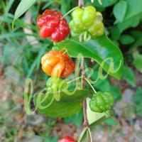 ราคา ต้นมะยมแดง มะยมฝรั่ง ไม้มงคลเสริมบารมี ต้นสูง60 70เซน 1ต้น (13875393651)