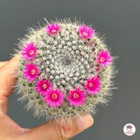 ราคา แมมแม่เฒ่า ไซส์2 5นิ้ว แมมฮาเนียน่า Mammillaria Hahniana แคคตัส กระบองเพชร cactus succulent (10182687562)