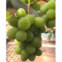 ราคา 1 ต้นองุ่น ติดตา พร้อมปลูก ทำรั้ว สายพันธุ์ องุ่นไชน์มัสแคท Shine Muscat สีเขียว ต้นใหญ่ สูงขนาด 60 80 ซม รับประกันสินค้า (20957087602)