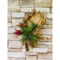 ราคา ทิลแลนเซีย ติดขอนไม้ สับปะรดสีรากอากาศ ติดขอนไม้ พร้อมแขวน (9518165960)