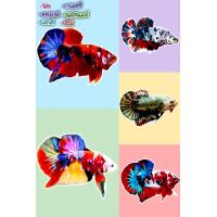 ราคา ปลากัดนีโม่ โค่ย คอปเปอร์ มัลติ แคนดี กาแลคซี่ เพศชาย พร้อมรัด มีรับประกันสินค้า มีบริการชำระเงินปลายทาง (21199751546)