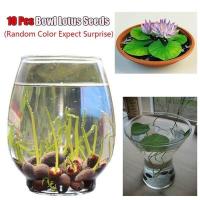 ราคา 10ชิ้นบัวคละสี เมล็ดเล็ก ดอกดกทั้งปี ของแท้ 100 เมล็ดพันธ์ุบัวพันธุ์แคระ พันธุ์เล็ก ดอกบัว ปลูกบัว เม็ดบัว สวนบัว เมล็ดพันธุ์ผัก เมล็ดดอกไม้ ต้นไม้ประดับ ต้นไม้มงคล ต้นไม้มงคลแคระ ต้นบัวหลวง เมล็ดพันธ