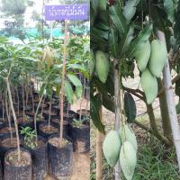 ราคา มะม่วงน้ำดอกไม้มัน แบบเสียบยอดเป็นพันธุ์ผสมเขียวเสวยกับน้ำดอกไม้ รับประทานได้ทั้งดิบและสุก ดิบมันกรอบอร่อย ผลสุกหวาน (14084002440)