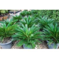 ราคา ต้นปรง ญี่ปุ่น ปรงญี่ปุ่น Cycas จัดส่งพร้อมกระถาง 15 นิ้ว ลำต้นสูง 1 เมตร ต้นไม้แข็งแรงทุกต้น เรารับประกันจัดส่งห่ออย่างดี จัดส่งสินค้าตามรูป ถ่ายรูปจากสินค้าจริงที่จัดจำหน่าย (20968310837)