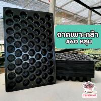 ราคา ถาดหลุมเพาะชำ 60 หลุม ถาดเพาะเมล็ด เพาะกล้าไม้ (4529774840)