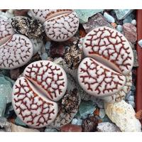 ราคา 25 เมล็ด เมล็ดไลทอป Lihops Seeds พืชอวบน้ำ ไม้ก้อนหิน สายพันธุ์ Lithops julii (19680854809)