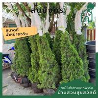 ราคา สนมังกร สูง 2 5 เมตร กระถาง 15 นิ้ว (21146957817)