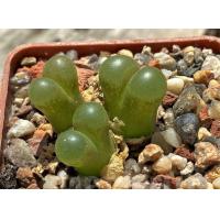 ราคา 20 เมล็ด โคโนไฟตัม กระบองเพชร ไม้อวบน้ำ กุหลาบหิน แคคตัส ไม้หิน Conophytum Cone Plant สายพันธุ์ praesectum (20557433549)