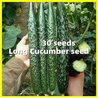 ราคา Green Long Cucumber Seed เมล็ดแตงกวาญี่ปุ่น 30เมล็ด ซอง อัตรางอกสูง เมล็ดพันธุ์แตงกวา Fresh Japanese Cucumber Seeds for Planting Chinese Cucumber Seeds Vegetable Seeds for Gardening Vegetable Plants S