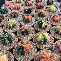ราคา 30 เมล็ด ยิมโนด่าง Gymnocalycium mihanovichii variegata เมล็ดกระบองเพชร แคคตัส Cactus (9126613929)