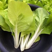 ราคา เมล็ดพันธุ์ ผักกาดขาวน้อย ผักกาดขาวเบา 5000 เมล็ด 10 เเถม 1 คละได้ (8796830767)