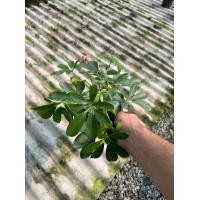 ราคา ต้นหนวดปลาหมึก ส่งพร้อมกระถาง (21093659511)