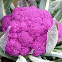 ราคา เมล็ดพันธุ์ กะหล่ำดอกสีม่วง Graffiti Cauliflower F1 Seed 10 เมล็ด คุณภาพดี ราคาถูก ของแท้ 100 (15555233659)