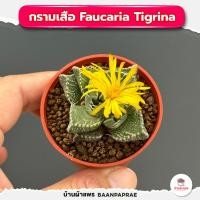 ราคา รวมกุหลาบหินและไม้อวบน้ำ กระถาง2นิ้ว หลายสายพันธุ์ ส่งทั้งกระถาง cactus succulent (20884659304)