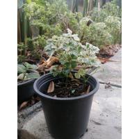 ราคา ต้นพญานาคราช ต้นไม้มงคล ขายพร้อมกระถาง 5 นิ้ว (21098875892)