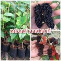 ราคา มัลเบอรี่ หม่อน ดำออสฯตุรกี หม่อนสายพันธุ์ต่างประเทศ หม่อนลูกใหญ่ หวานหอม ต้นพันธุ์เสียบยอดสูง 30 40 ซม แข็งแรง พร้อมปลูก รับประกันพันธุ์แท้ 100 (2813168364)