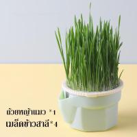 ราคา SKISOPGO พร้อมส่ง ชุดปลูกหญ้าแมว หญ้าแมวออแกนิก เมล็ดข้าวสาลี ถาดเพาะต้นอ่อน เมล็ดพืช 4 แพ็ค นํากลับมาใช้ใหม่ได้ (20524276658)