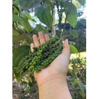 ราคา ผัดสด ผักอินทรีย์ พริก ตะไคร้ ชะอม มะเขือ ขมิ้นขาว ข้าวโพดฝักอ่อน วอเตอร์เครส ขึ้นฉ่าย ผักชี ผักบุ้ง มะนาว เก็กฮวย พริกไทยอ่อน ไชเท้า (21305230126)