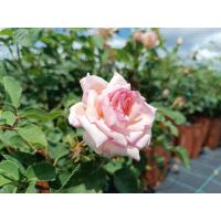 ราคา 12 Climber Roses Seeds เมล็ดกุหลาบ ต้นไม้ประดับบ้าน กุหลาบเลื้อย สายพันธุ์ Ophelia ดอกสีชมพู (20649416107)
