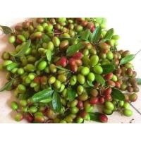 ราคา ต้นมะม่วงหาวมะนาวโห่สีเขียว พันธุ์หายาก รสชาติจะเปรี้ยวน้อบกว่าพันธุ์สีแดง ทานง่ายกว่า จัดส่งพร้อมถุง 6 นิ้ว ลำต้นสูง 50 ซม (20978921936)