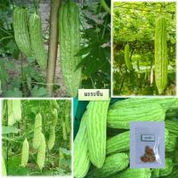 ราคา เมล็ดมะระจีน 5 เมล็ด ซื้อ10แถม1 คละได้ (15789867039)