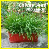 ราคา เมล็ดบอนสี กุยช่าย Bonsai Chives Seeds ต้นกุยช่าย เมล็ดกุยช่าย งอกง่าย 300เมล็ด ซอง เมล็ดพันธุ์ กุยช่าย Chives Vegetable Seeds for Gardening Garlic Chives Herb Plants Seeds F1 เมล็ดพันธุ์ผัก เมล็ดพันธ