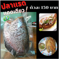 ราคา ปลาแรดทอด ปลาแรดเปียกตากแดดเดียวทอด ขนาด 400 500 กรัม ตัวอวบๆอ้วนๆเนื้อแน่นๆ เนื้อฟู ก้างน้อย รับประทานง่ายอร่อยดี (13350742170)
