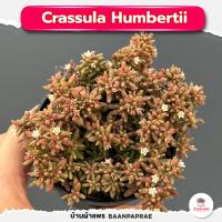 ราคา รวมกุหลาบหินและไม้อวบน้ำ กระถาง2นิ้ว หลายสายพันธุ์ ส่งทั้งกระถาง cactus succulent (17332824171)