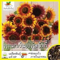 ราคา เมล็ดพันธุ์ ทานตะวัน ออทั่มบิวตี้ 25 เมล็ด Autumn Beauty Sunflower เมล็ดพันธุ์แท้100 นำเข้าจากต่างประเทศ ทานตะวัน (6237342891)