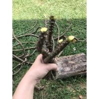 ราคา บอระเพ็ดสด ตัดจากสวนอุบลบอระเพ็ดสมุนไพรหย่านมถูกที่สุด (20528280871)