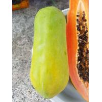 ราคา ต้นกล้ามะละกอฮอลแลนด์พันธุ์แท้ เนื้อหวาน ต้นเตี้ยพร้อมปลูก กล้าละ 15บาท (17544028409)