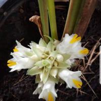 ราคา ดอกว่านดอกทอง ปลุกเสกจากขเมร Elettariopsis ว่านดอกทอง ว่านราคะ ว่านมหาเสนห์ ที่สุดแห่งว่านมหาเสน่ห์ (1997082754)