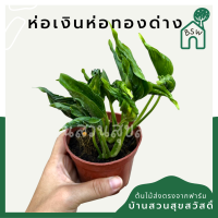 ราคา ต้นห่อเงินห่อทอง ขนาด 3 5 นิ้ว (10579071926)