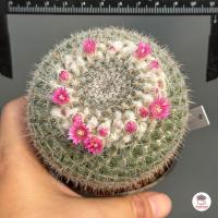 ราคา แมมแม่เฒ่า แมมฮาเนียน่า Mammillaria Hahniana แคคตัส กระบองเพชร cactus succulent (20764045939)