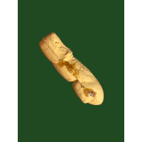 ราคา ปลัดหัวชะมดเนื้อสีเหลืองหลวงพ่อเอิบ วัดซุ้มกระต่าย หนองหม้อแกง จ ชัยนาท สวยเดิม 4282 (19625128725)