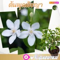 ราคา ต้นพุดพิชญา กระถาง 6 นิ้ว ส่งพร้อมกระถาง (20341313279)