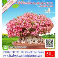 ราคา ขายเมล็ดชวนชม เมล็ดสำหรับการเพาะพันธุ์ ได้แก่เม็ดชวนชมอาราบิคั่ม เมล็ดชวนชมไทยโซโค เมล็ดชวนชมยักษ์ญี่ปุ่น เมล็ดชวนชมฮอลแลนด์ เมล็ดชวนชมยักษ์ซาอุ (1208966198)