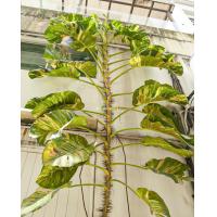 ราคา พลูด่างยักษ์ ใบฉีก พลูด่าง พลูยักษ์ ต้นพลูด่าง พันธุ์ยักษ์ใหญ่ ใบฉีก กิ่งใหญ่ เพื่อการขยายพันธุ์ไม้ (20262015750)