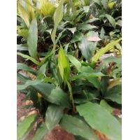 ราคา 1แถม1ต้น ว่าน ต้นว่าน รากราคะ รับประกันต้นแท้ เรียกลูกค้า เมตามหานิยม ว่านดอกทอง (13573315097)