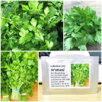 ราคา เมล็ดพันธุ์ พาสเลย์อิตาเลี่ยนใบใหญ่ Flat Leaf Italian Parsley Seed 500 เมล็ด คุณภาพดี ราคาถูก ของแท้ (5965186260)