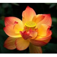 ราคา เมล็ดบัวดอกสีส้ม ดอกใหญ่ ของแท้ 100 เมล็ดพันธ์ุบัว ดอกบัว ปลูกบัว เม็ดบัว สวนบัว Lotus Waterlily seed 8 เมล็ด (869208399)
