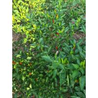 ราคา เมล็ดพันธุ์พริกขี้หนูสวน 500 เมล็ด 59 บาท (20222912856)