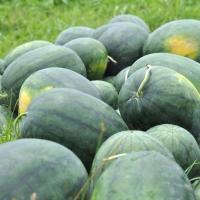 ราคา เมล็ดพันธุ์ แตงโมฟลอริด้า ใจแอ้นท์ Florida Giant Watermelon Seed 20 เมล็ด คุณภาพดี ของแท้ 100 (20569364388)
