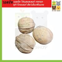 ราคา วอลนัท ลูกวอลนัท วอลนัทลับฟัน วอลนัทสำหรับสัตว์ฟันแทะ วอลนัทสำหรับแฮมเตอร์ กระรอก ชูก้าไกลเดอร์ (16882165406)