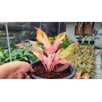 ราคา ต้นแสงเงินแสงทองหรือสยามออโรร่า สีส้ม (9229642511)