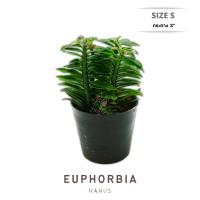 ราคา บันไดเศรษฐี ว่านตีนตะขาบ Size S M Euphorbia tithymaloides smallii Nanus (1993650779)